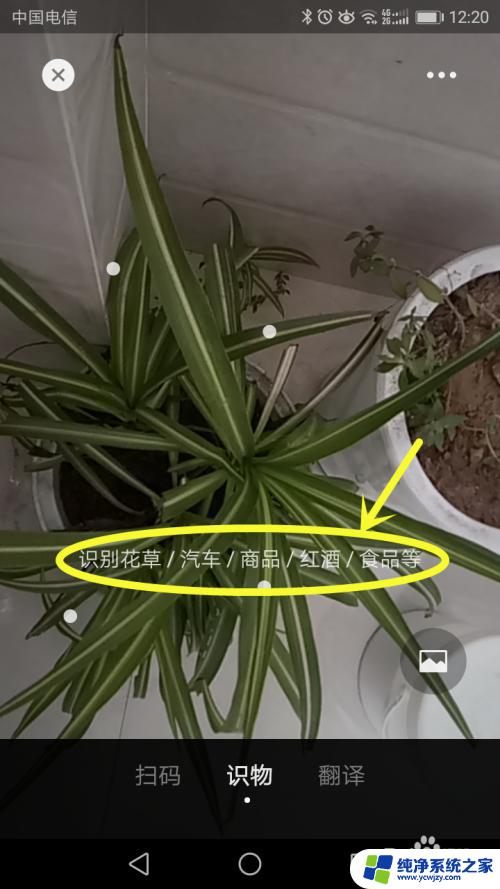 微信识别植物扫一扫 手机扫一扫识别花草软件